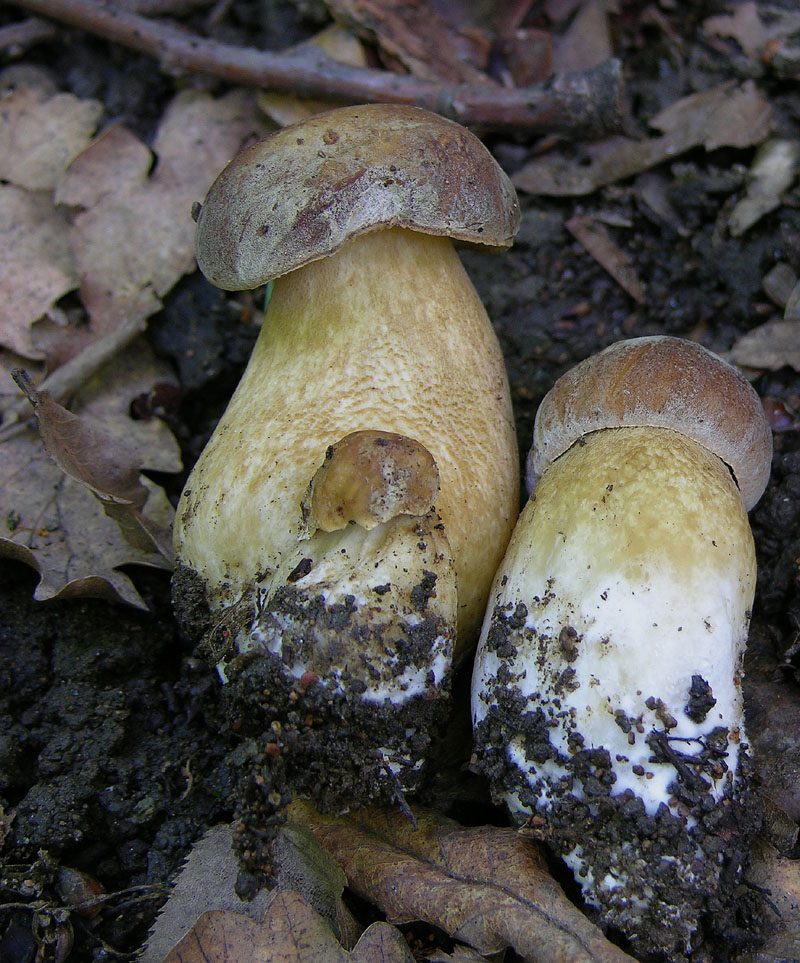 Ritrovamenti 19 giugno 2011.